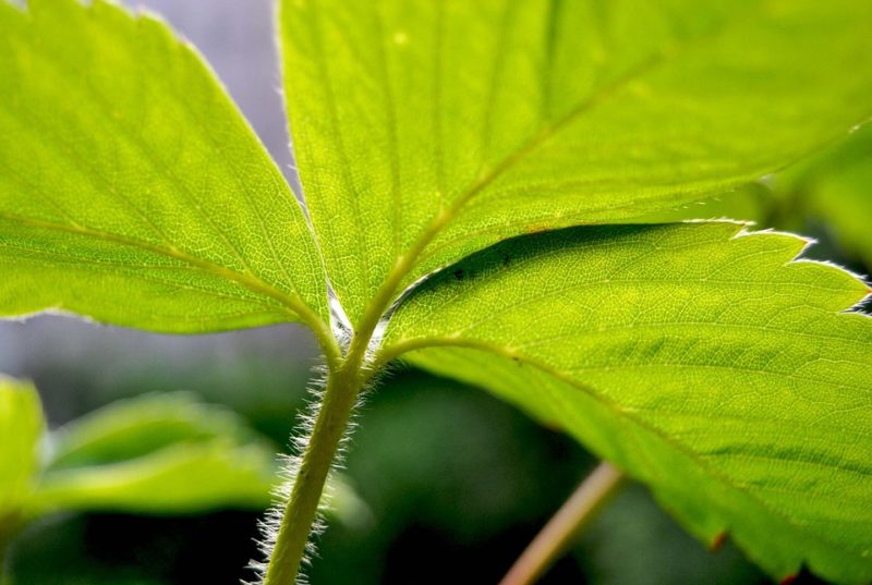 Feuilles de fraisier