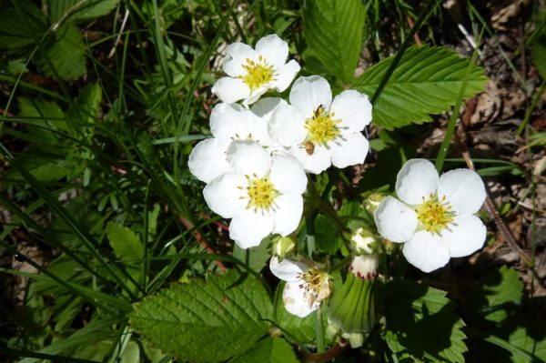 Fleurs de fraisier