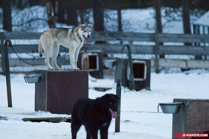 huskies-karasjok