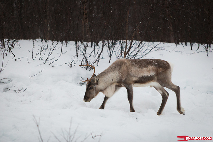 Renne en Finlande