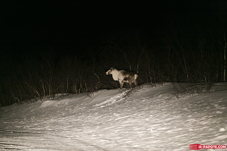 Renne près de la route en Finlande