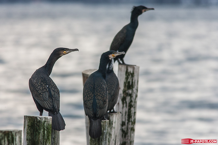 oiseaux tromso