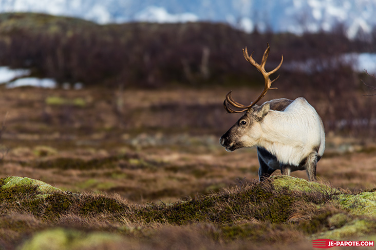 Renne Tromso