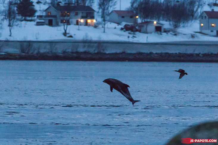 dauphin-tromso-norvege-2