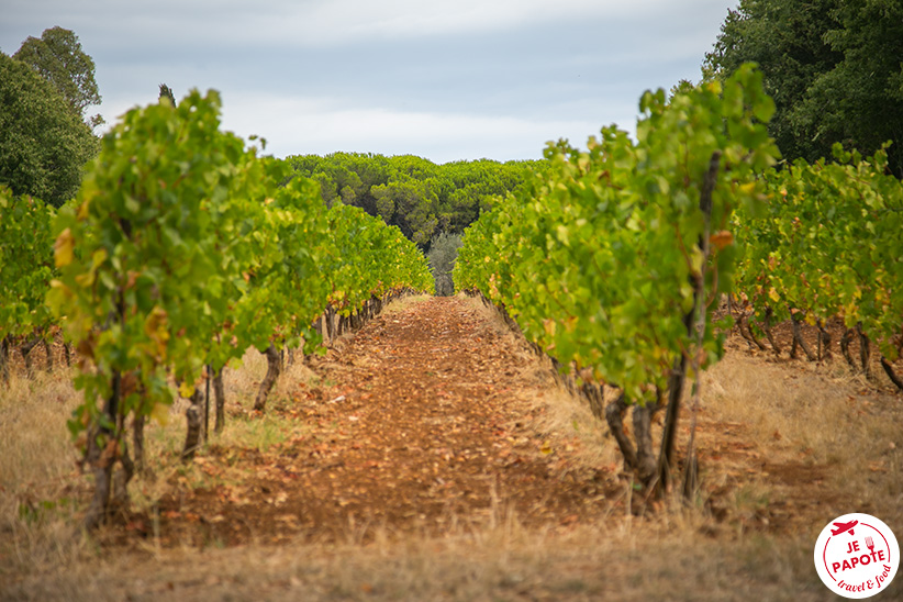 Vigne Ile Saint Honorat