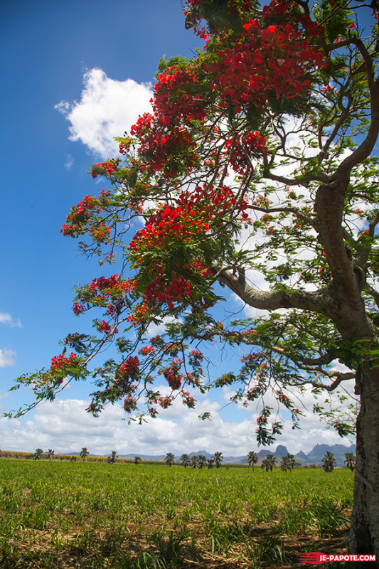 Floraison des flamboyants