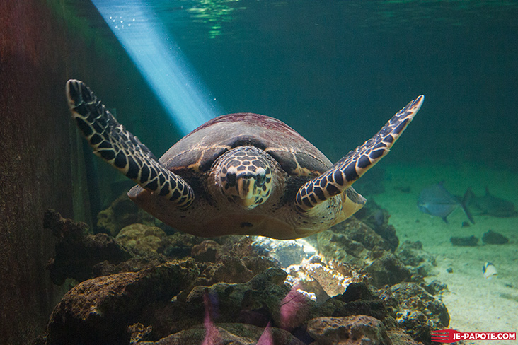 aquarium-ile-maurice-tortue