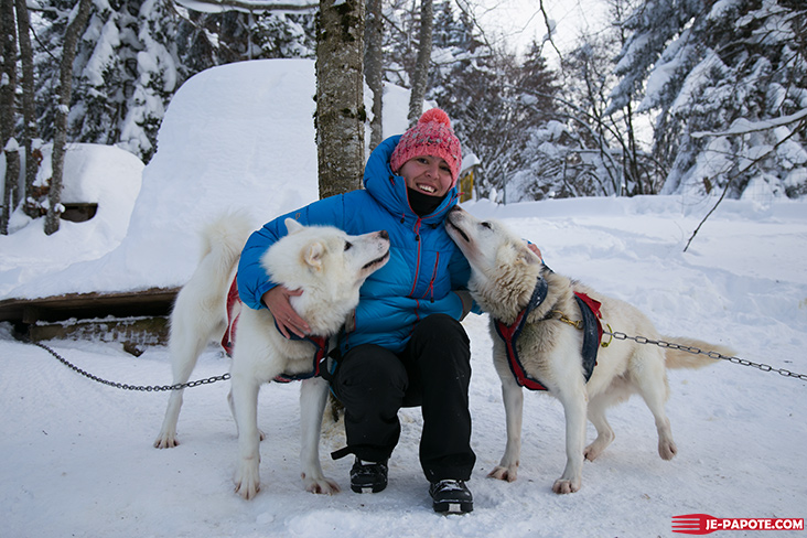 chien traineau jura