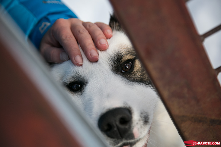 chiens de traineaux jura les rousses