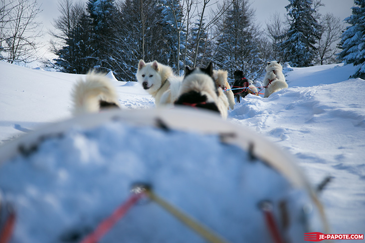 chien de traineau dans le jura