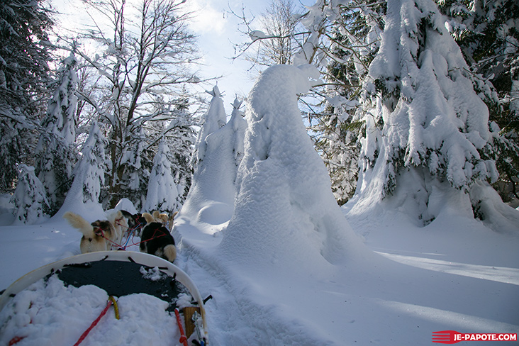 balade en chien de traineau jura