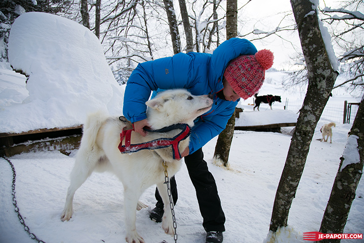 Balade chien de traineau jura