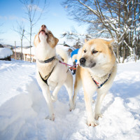 Chien de traineau Jura