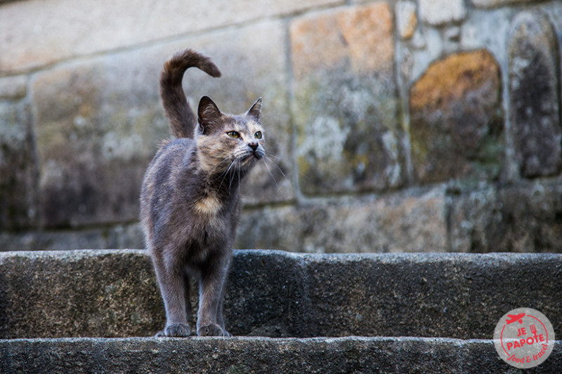 Chat portugais