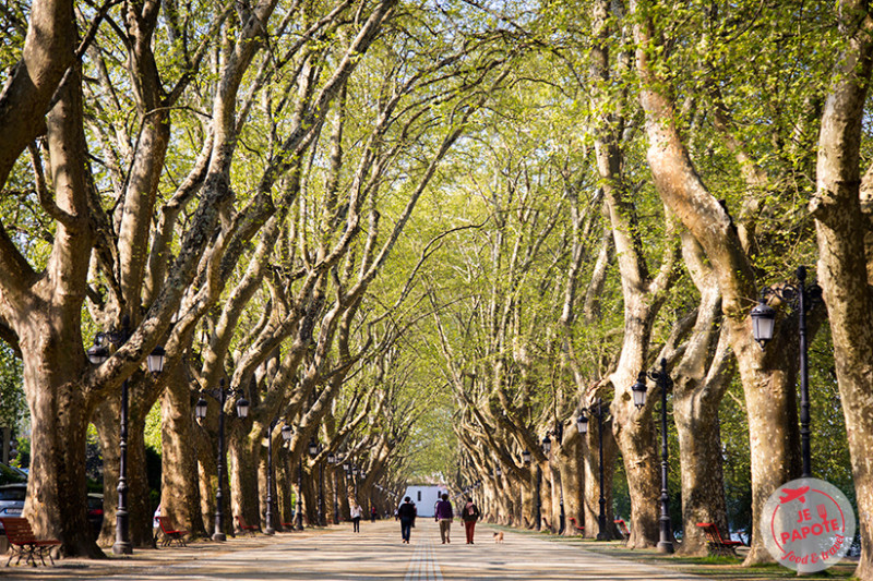 Allée des platanes Ponte de Lima