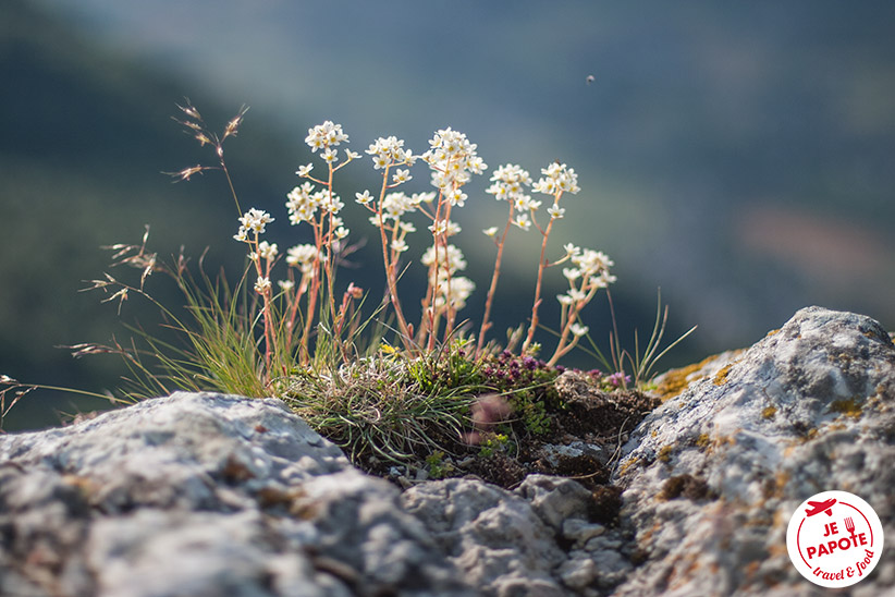 Fleurs de montagne Vercors