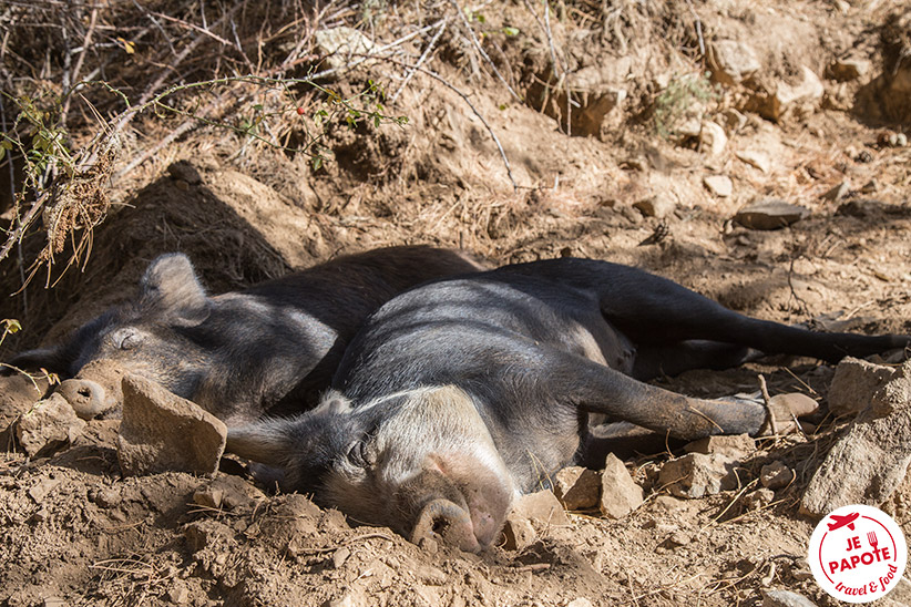 Cochons corses