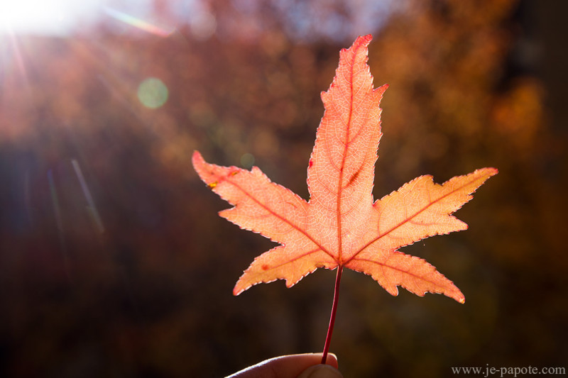 Automne Grenoble