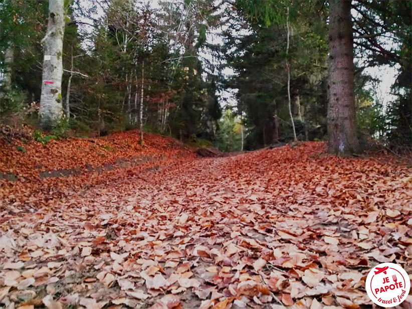 Chemin forestier automne