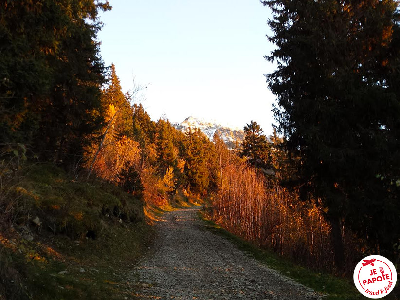 Chemin forestier automne