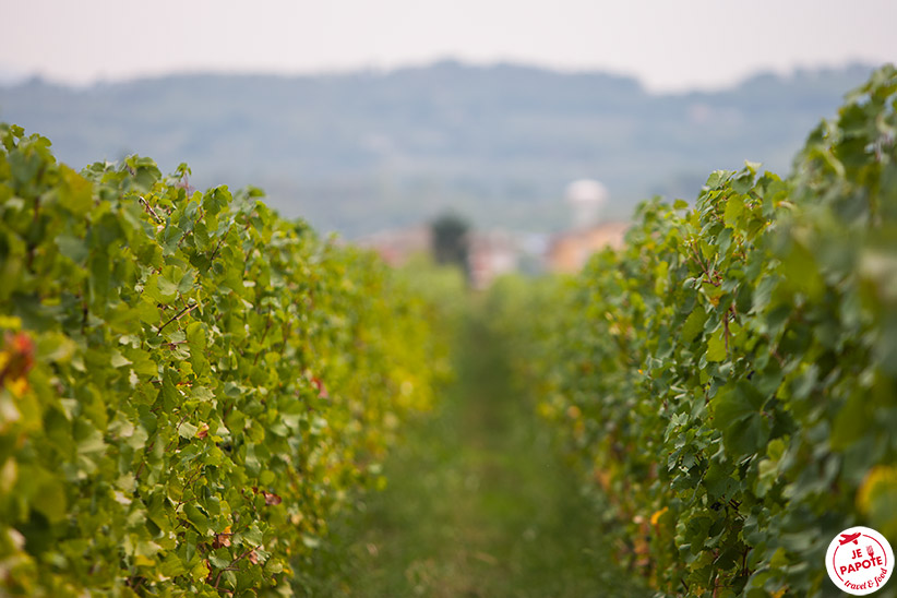 Vigne Italie du nord