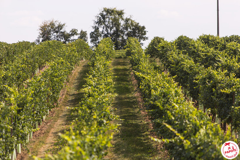 Vignoble Bulgarini