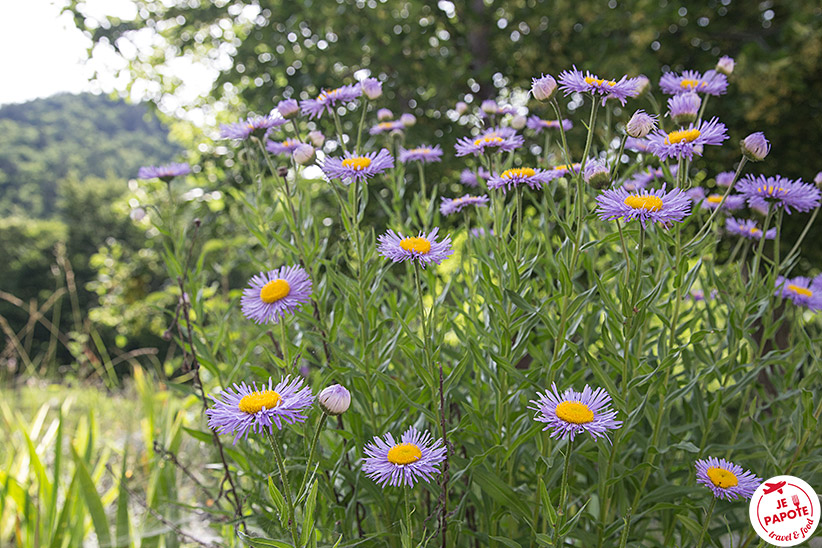 Fleur montagne