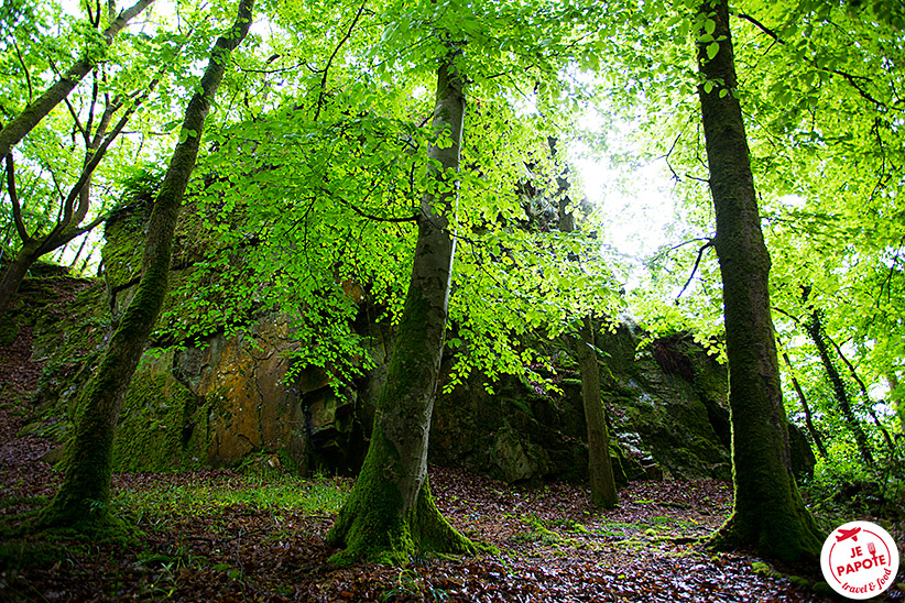 forêt de Mortain