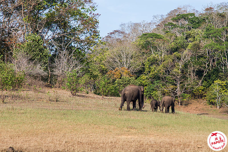 Parc National Periyar