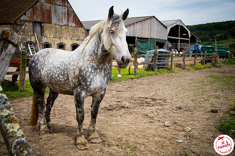 percheron