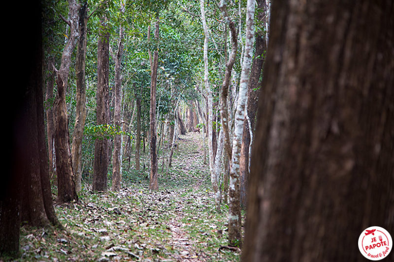 Periyar Reserve de tigres