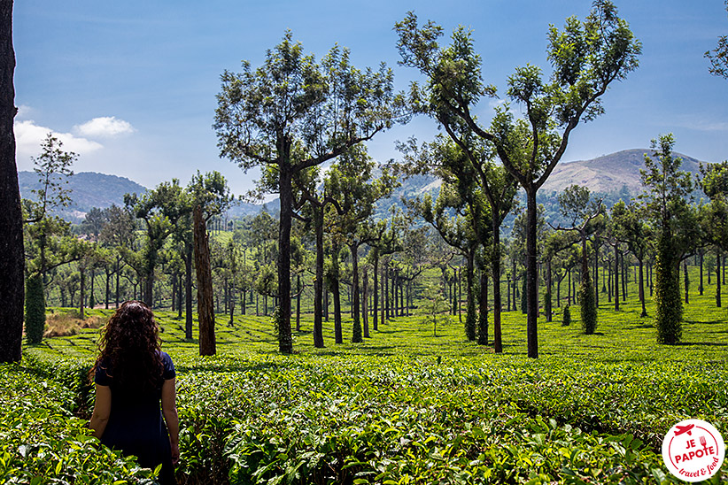 plantations de thé de Munnar