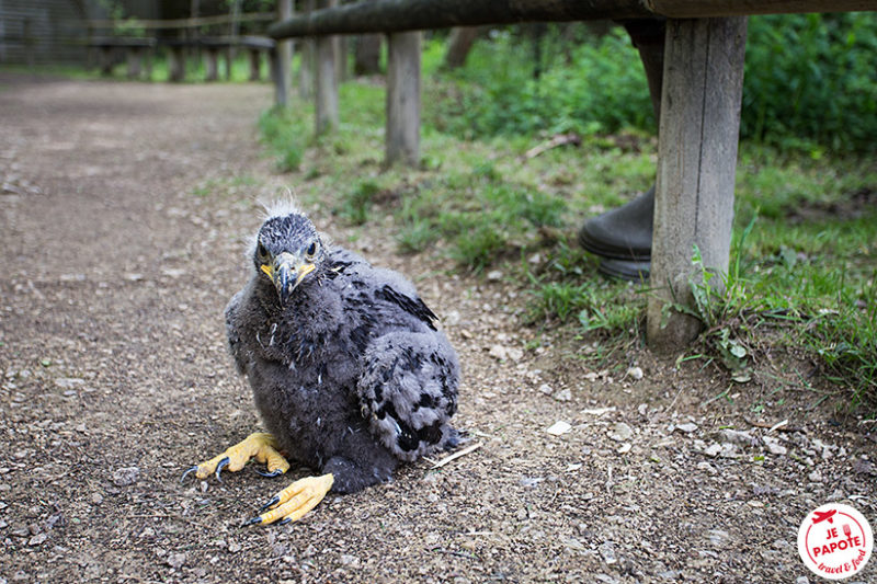 rapace Rambouillet