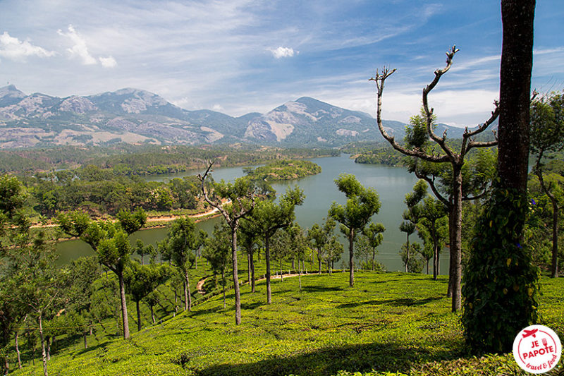 Kerala thé