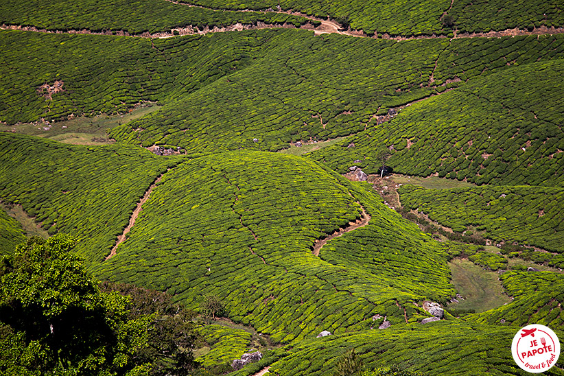 Plantation thé munnar