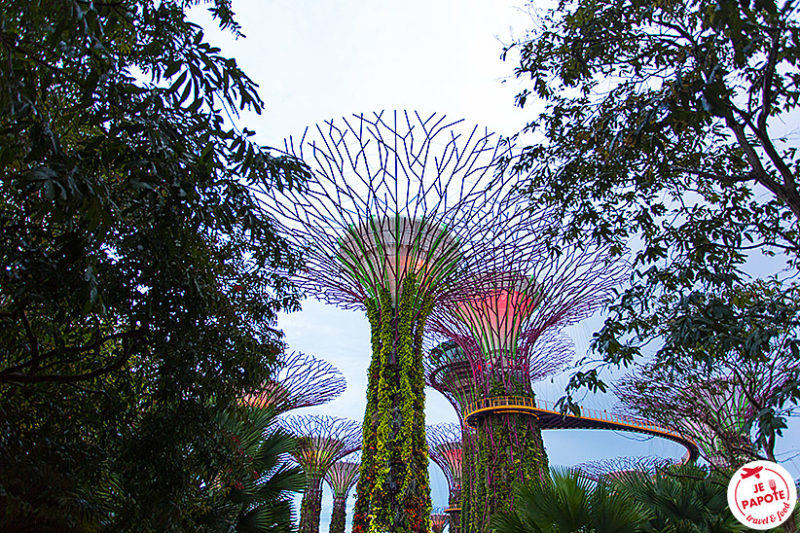 Supertrees Singapour