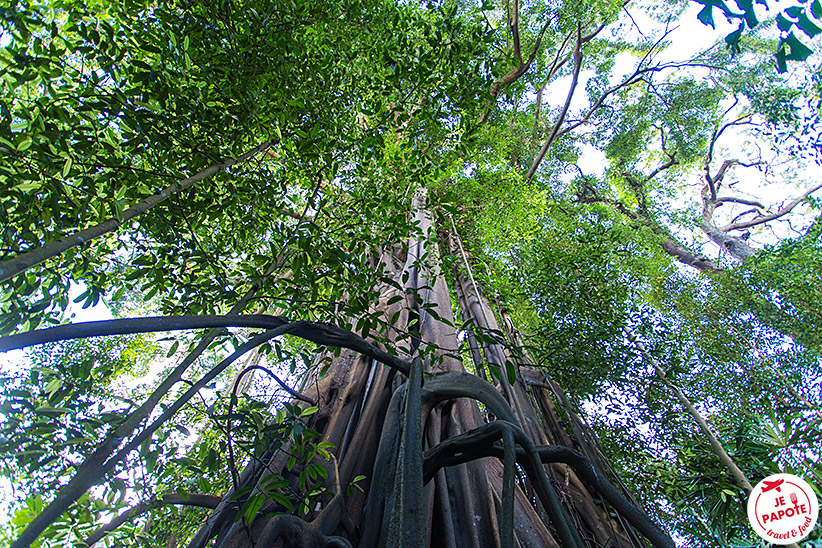 Jardin Botanique Singapour