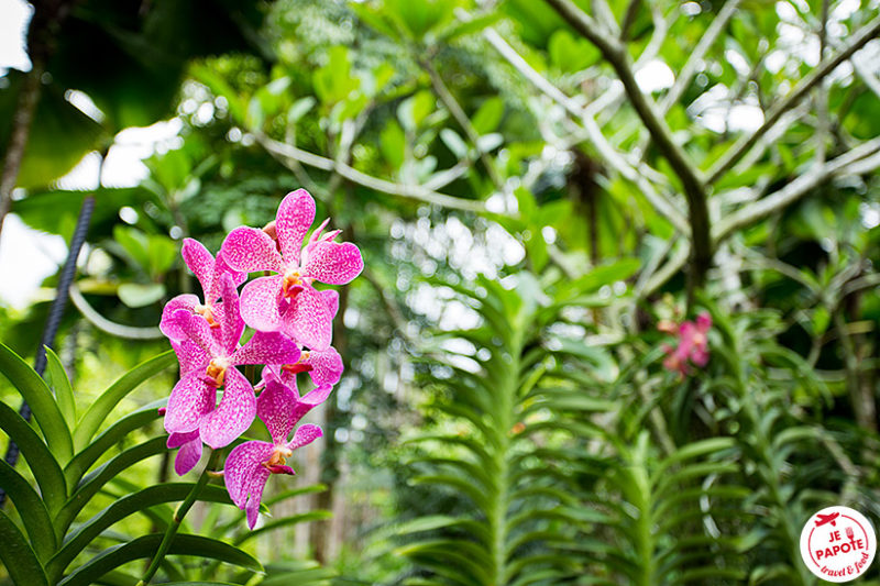 Jardin Orchidées Singapour