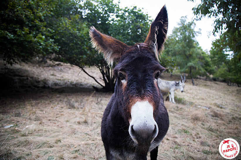 Ane Suisse