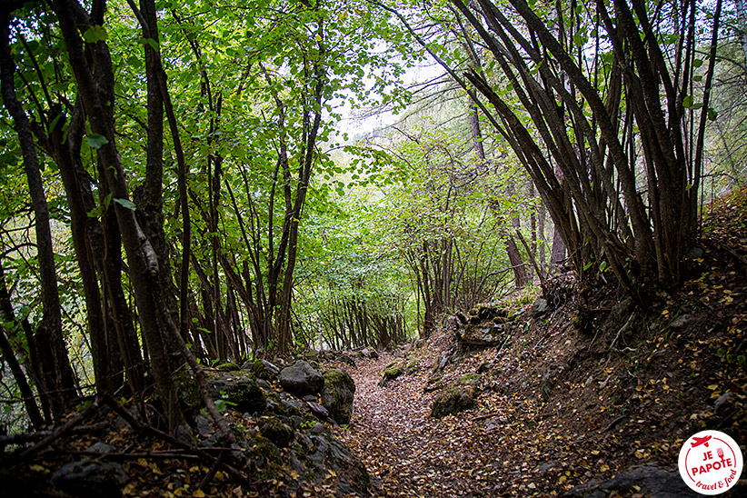 Chemin de forêt Suisse