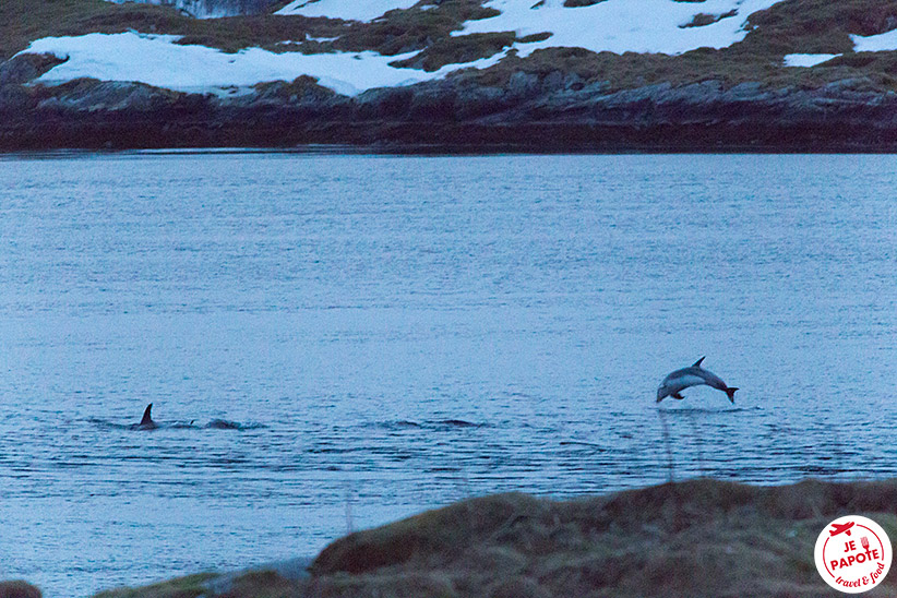 Dauphins Norvège