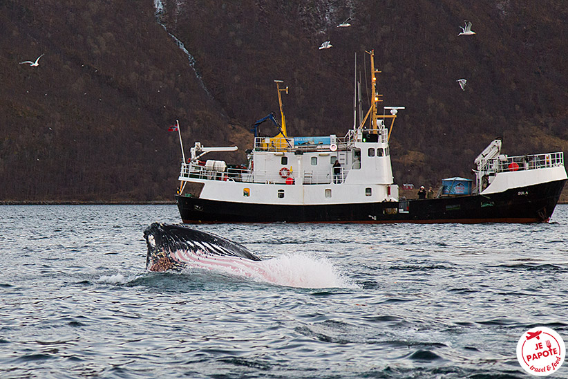 Excursion baleine Norvège