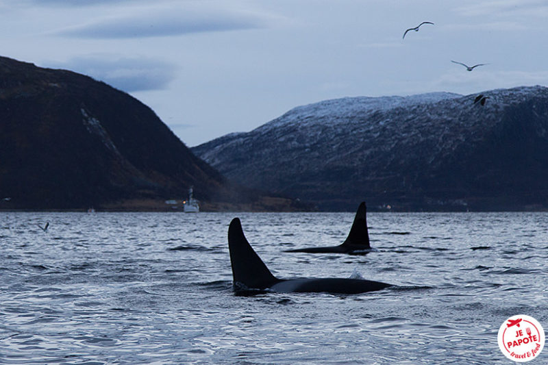 Excursion orques Tromso