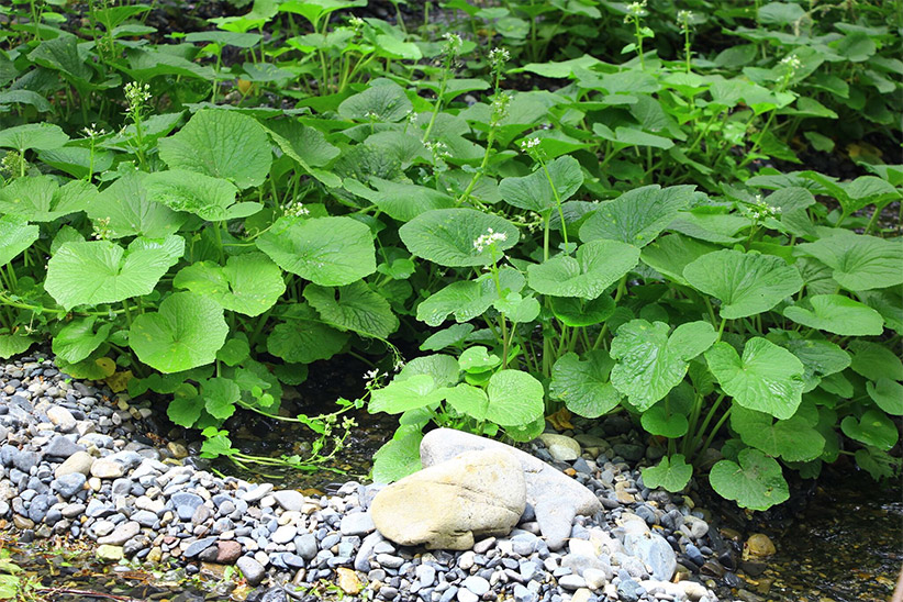 feuilles-wasabi