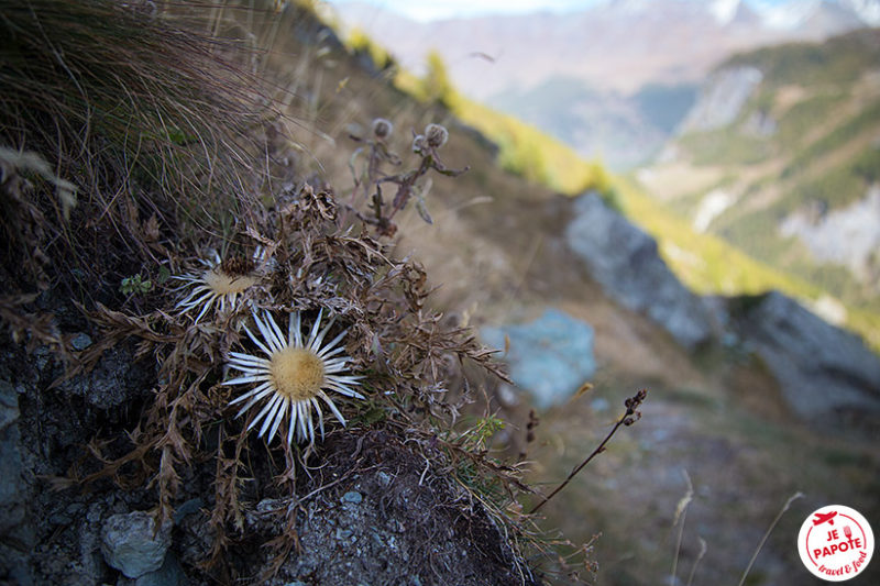 fleur automne valais