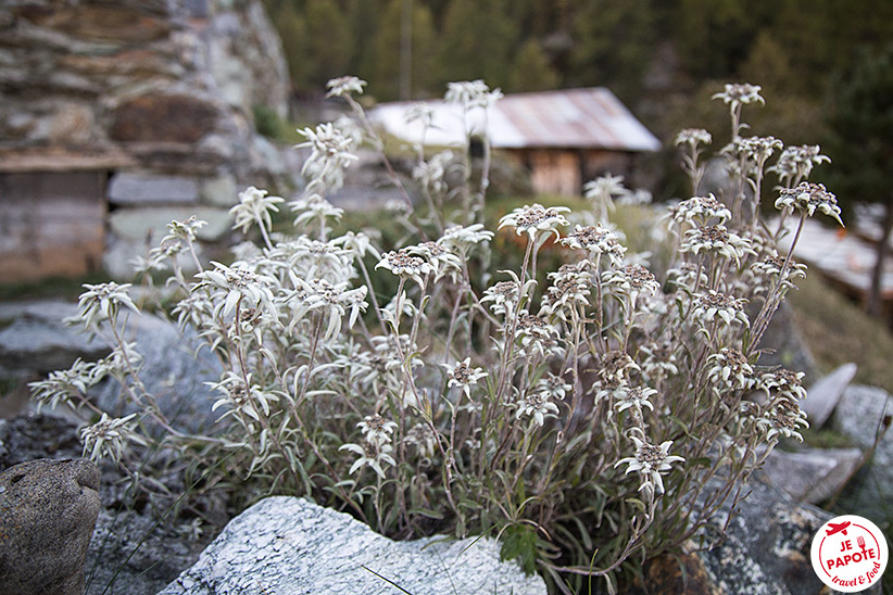 Fleurs Suisse Valais