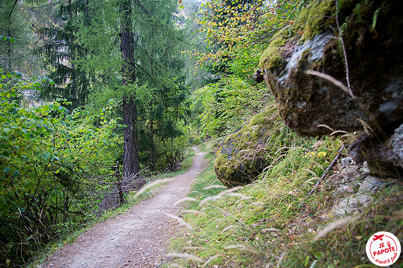 Forêt Valais Suisse