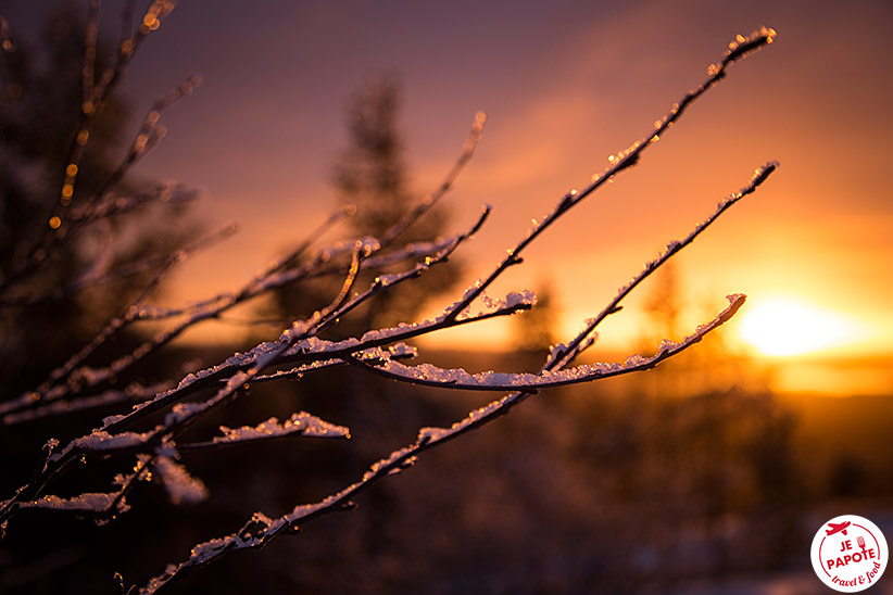 faune laponie hiver