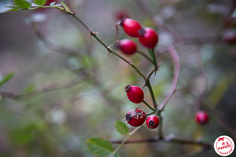 Nature automne Suisse