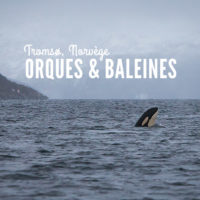 Orques & Baleines Norvège